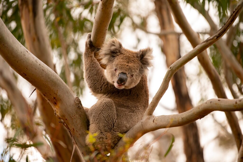 Guided Koala Walk and Bush Fire Ecology Tour