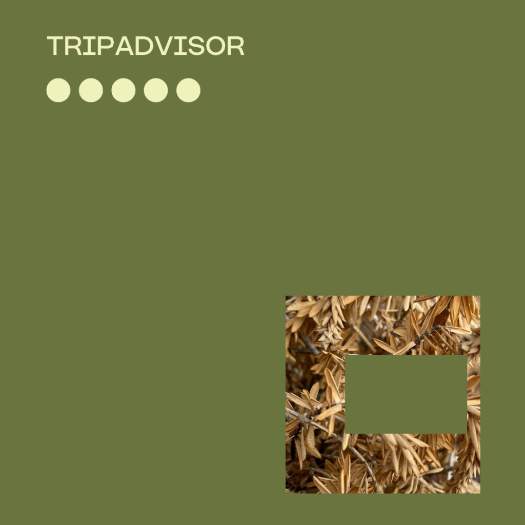 Trip Advisor CABN Review