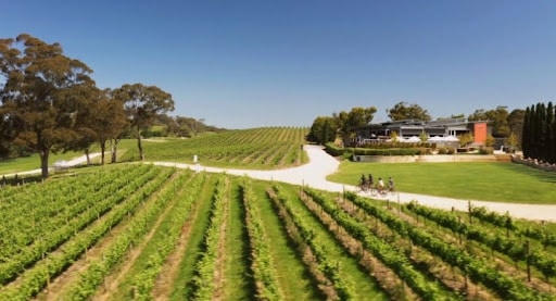 vineyard near hahndorf showing why is hahndorf worth visiting.