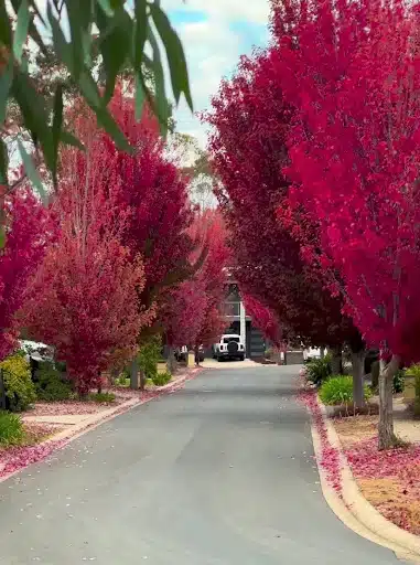 the main street during autumn in hahndorf, adelaide hill